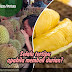 Selalu tertipu apabila membeli durian?